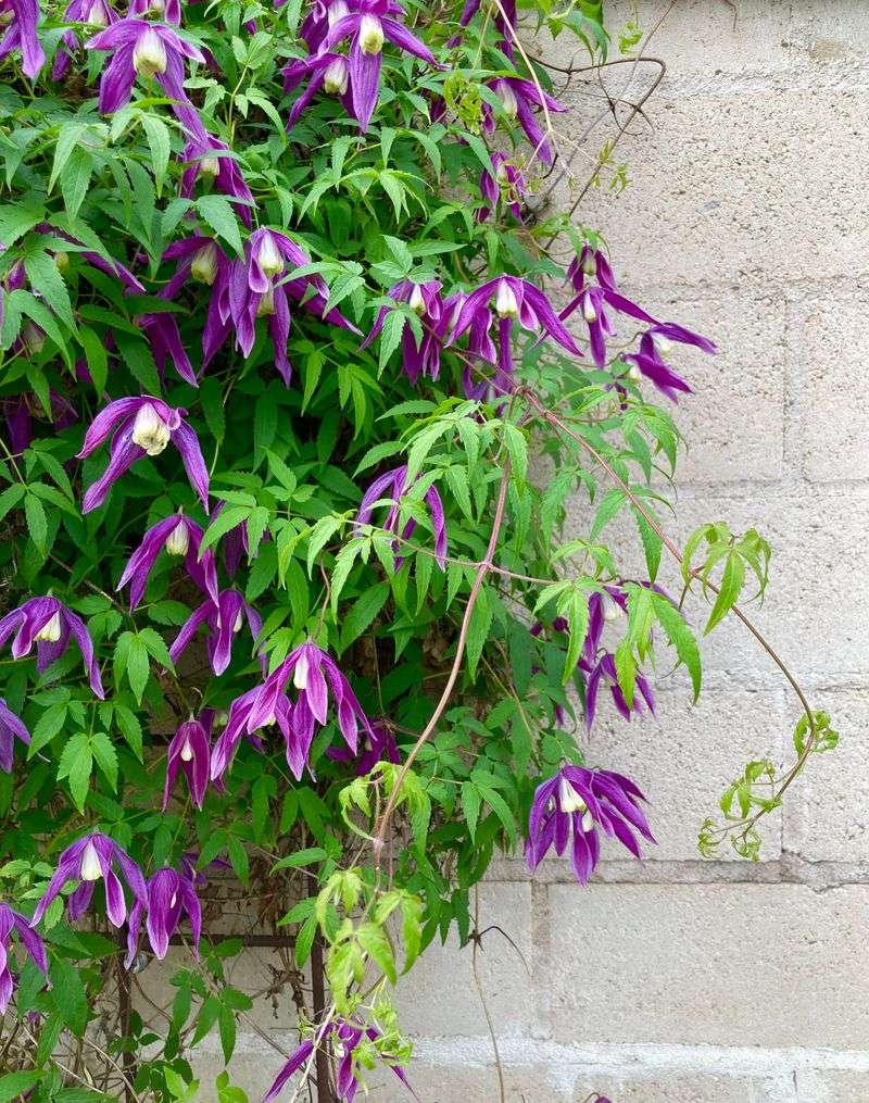 Signs Your Clematis Was Pruned Incorrectly