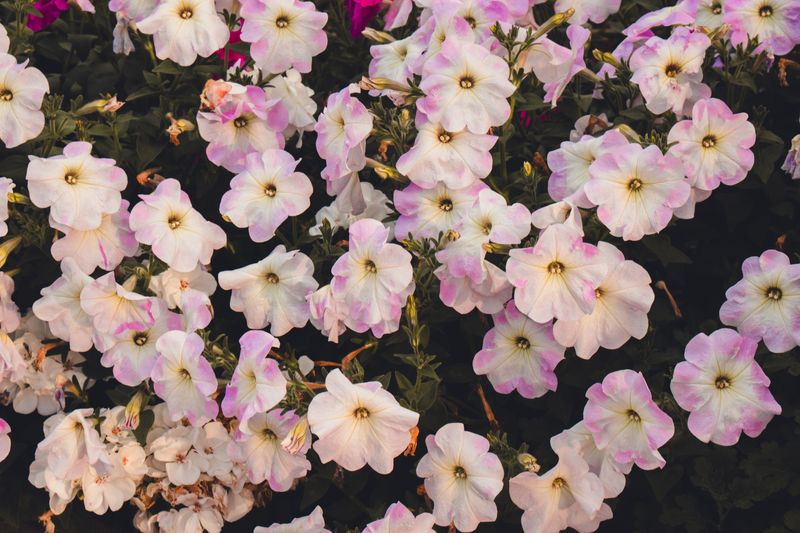 Skipping Regular Removing Of Spent Flowers Skipping Regular Removing Of Spent Flowers