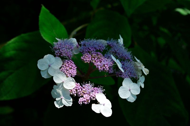 Smaller Or Underdeveloped Flower Heads