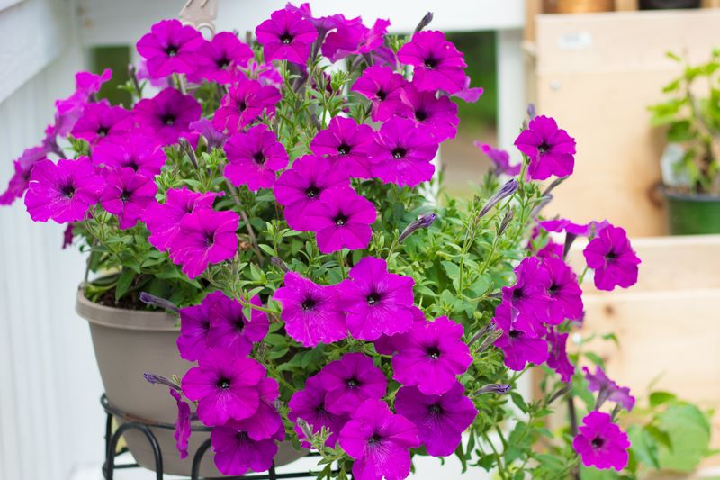 Sunlight Requirements Most Gardeners Get Wrong Sunlight Requirements Most Gardeners Get Wrong