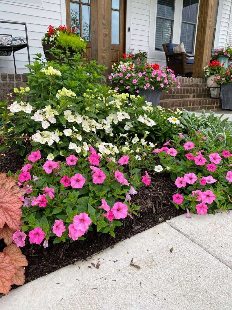 The Morning Routine Behind Nonstop Petunia Color The Morning Routine Behind Nonstop Petunia Color
