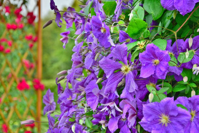 The Three Clematis Pruning Groups Explained
