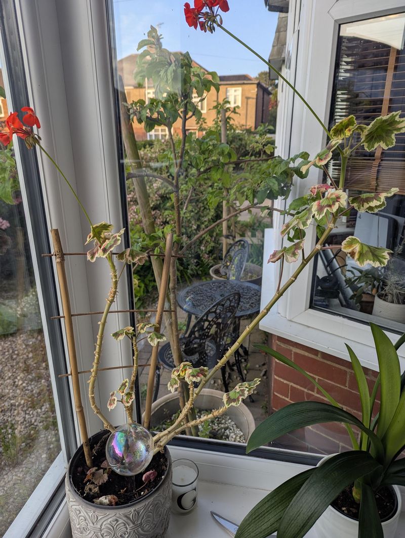 Trimming Leggy Stems Redirects Energy Into New Buds