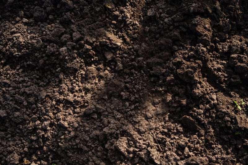 Using Soil That Drains Poorly Using Soil That Drains Poorly