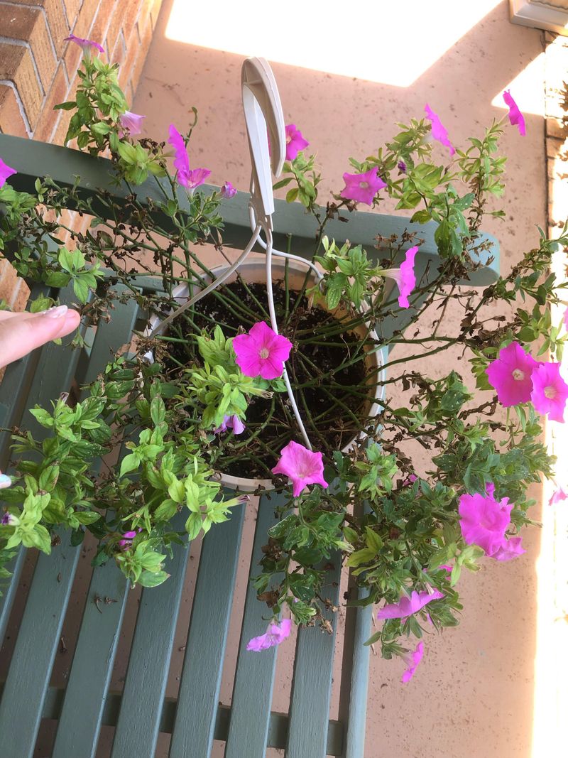 Watering Habits That Prevent Leggy Stems Watering Habits That Prevent Leggy Stems