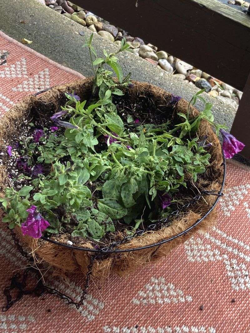 Weather Conditions That Trigger Bloom Breaks Weather Conditions That Trigger Bloom Breaks