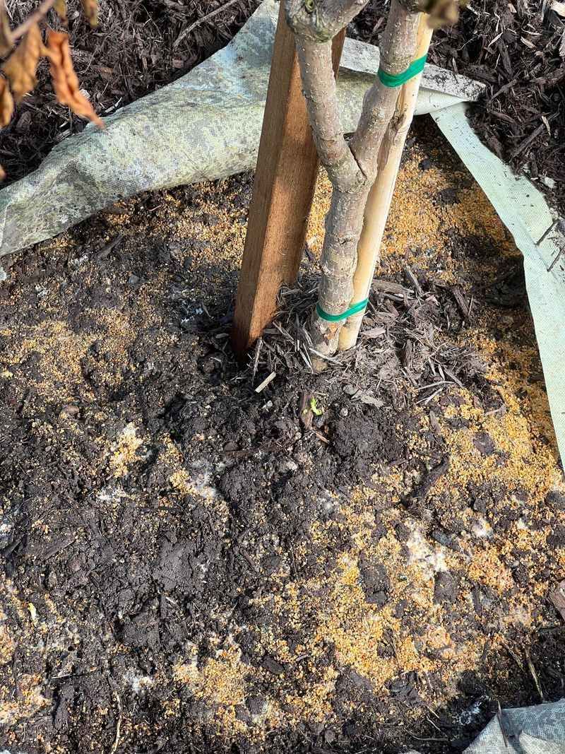 Well-Draining Soil Is Essential