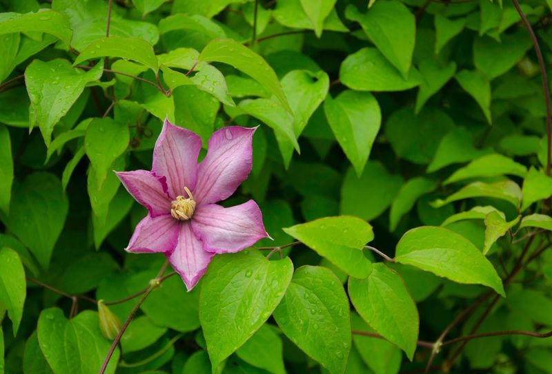 What Happens When You Prune Clematis At The Wrong Time