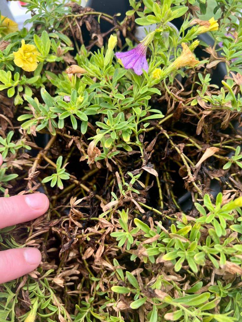 Wrong Soil pH Locks Out Key Nutrients