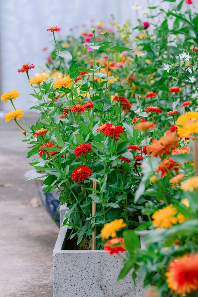 Zinnia Zinnia