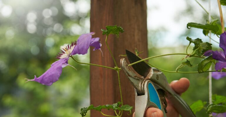 De snoeifout die tuiniers blijven maken en die clematis zijn bloemen kost