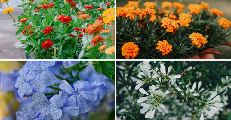 8 potbloemen die langer bloeien met minder water