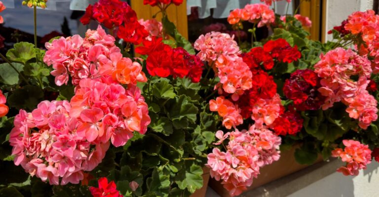 Simpele trucjes om geraniums te laten bloeien tijdens de hitte van augustus