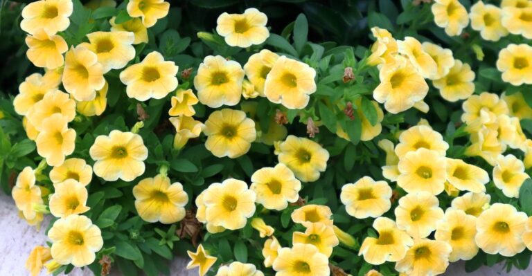 Voedingsfouten waardoor calibrachoa niet mooi blijft hangen/bloeien