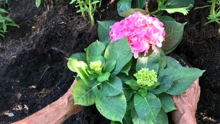 Waar je hortensia’s moet planten zodat ze jarenlang blijven groeien en bloeien