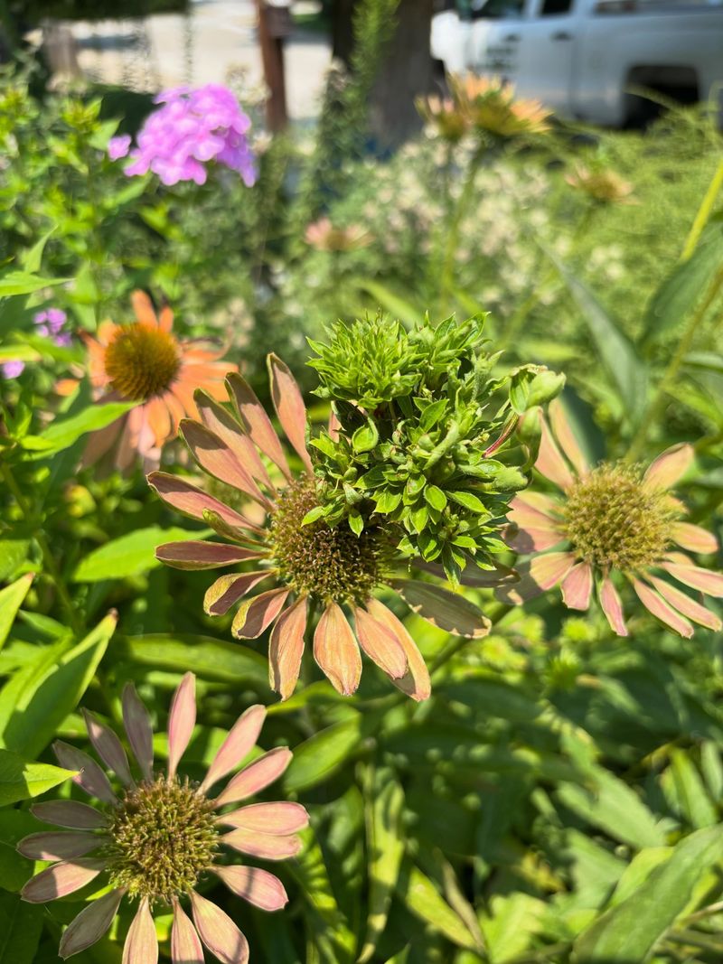 Aster Yellows And Strange Distorted Growth