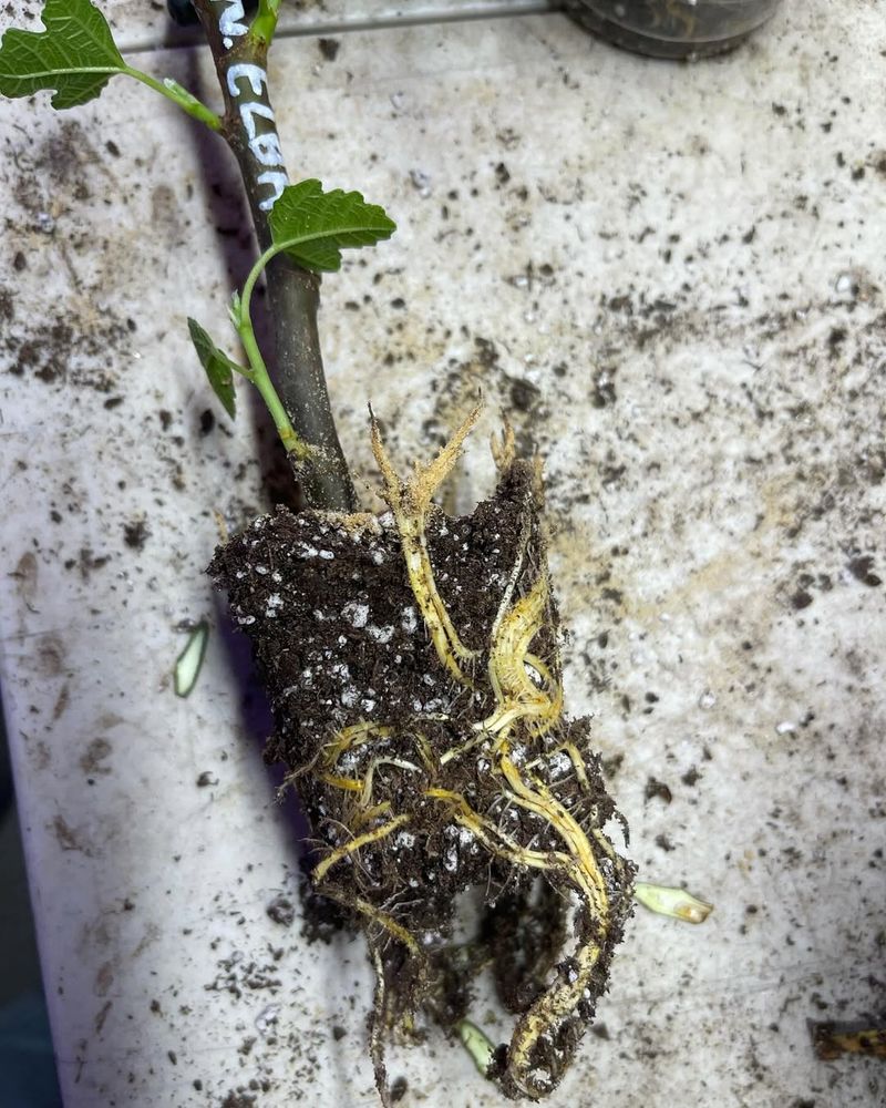 Check For Root Growth Monthly