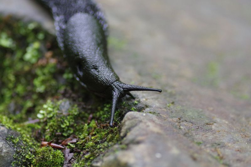 Clear Away Hiding Spots For Slugs And Snails