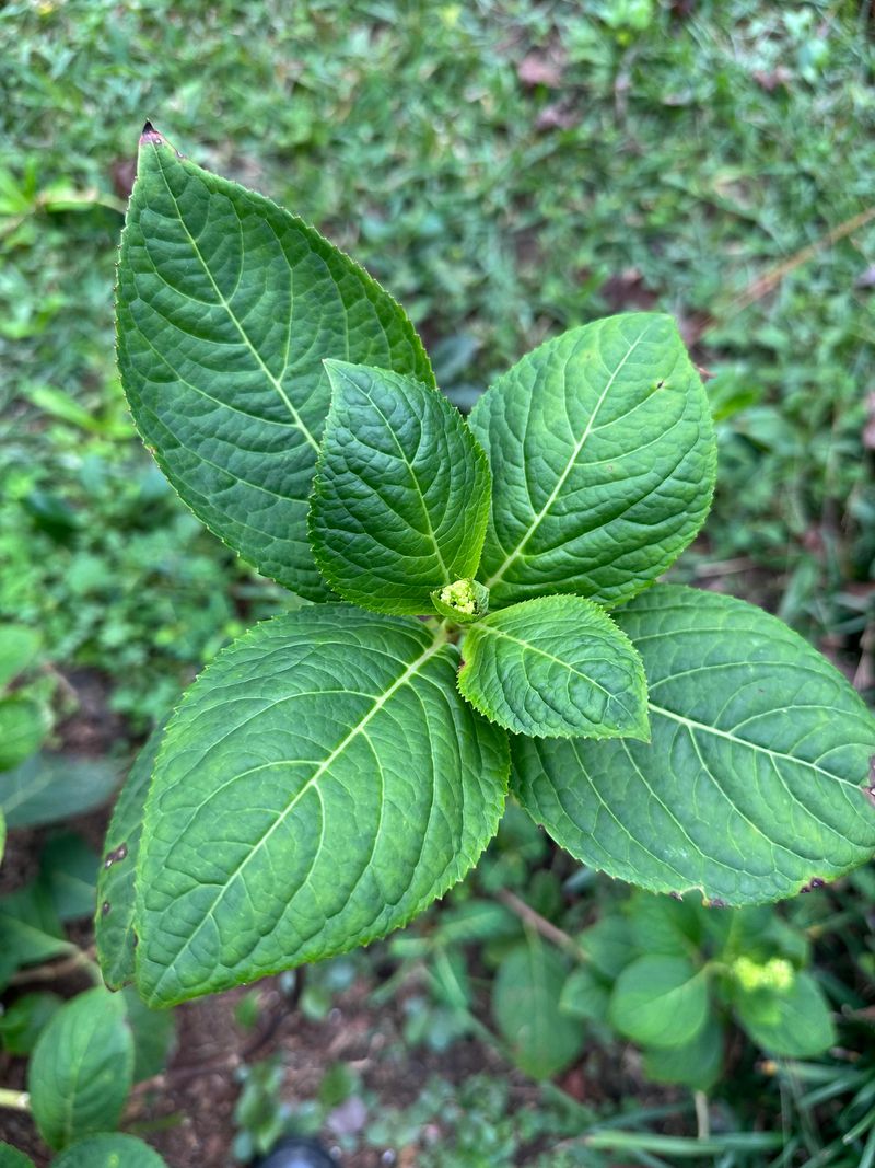 Cold Snaps That Damage Buds Before Spring Cold Snaps That Damage Buds Before Spring
