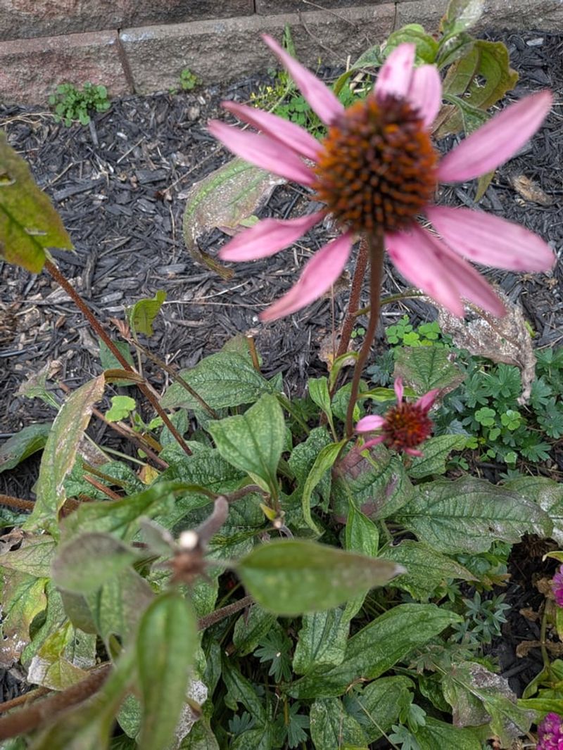 Crown Rot And Crowded Overgrown Clumps