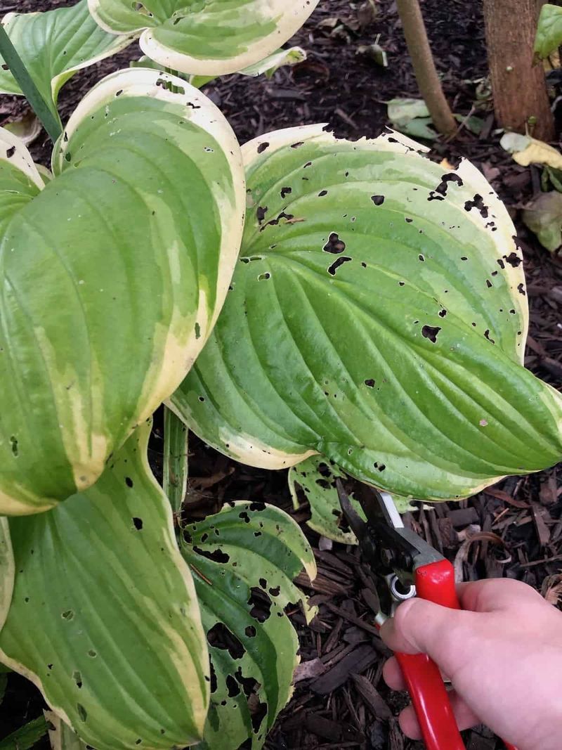 Cut Back The Tired Leaves At The Right Time