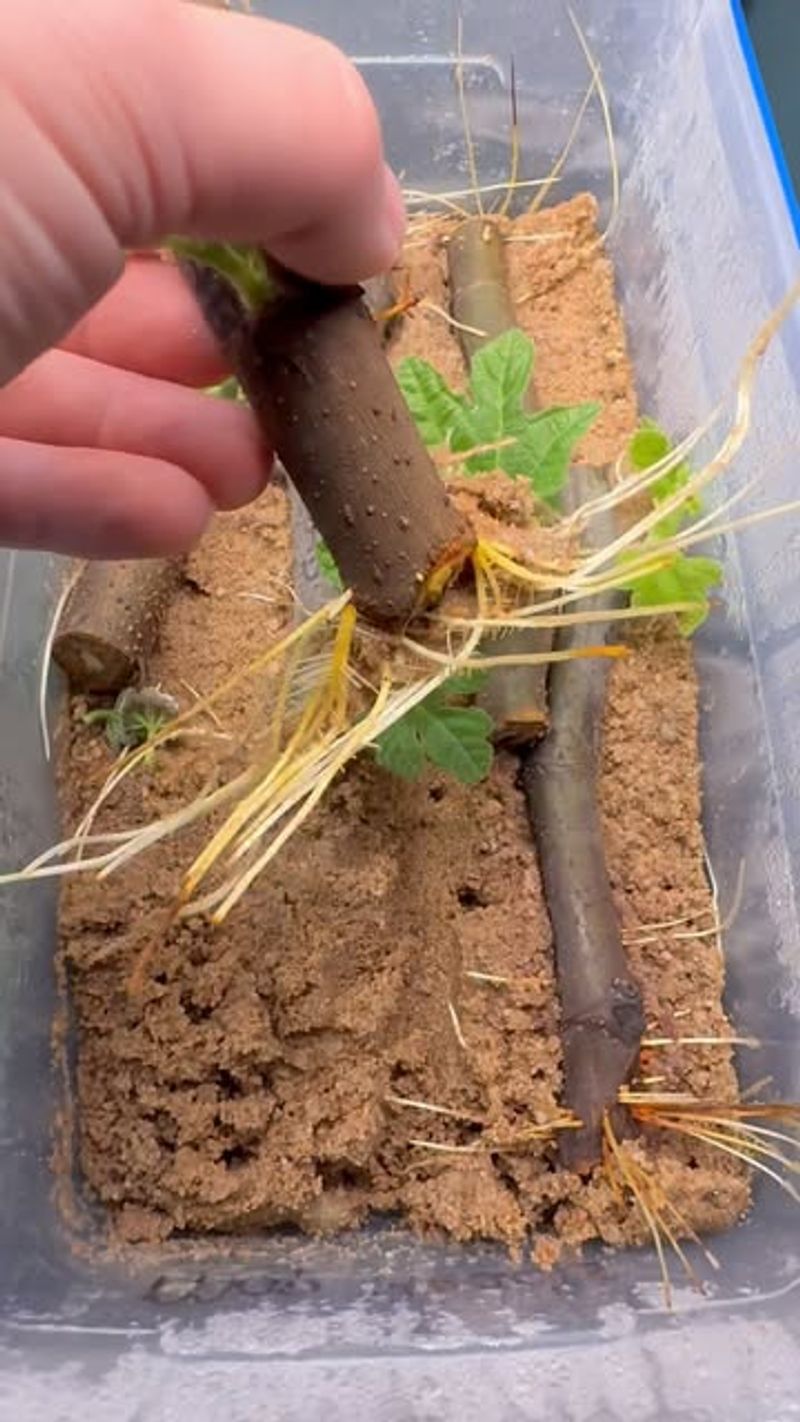 Dip Cut Ends In Rooting Hormone