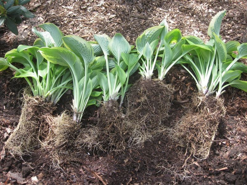 Divide Crowded Clumps While The Ground Is Still Warm