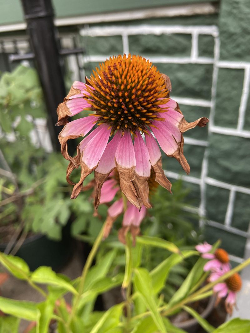Drought Stress And Crispy Leaf Edges