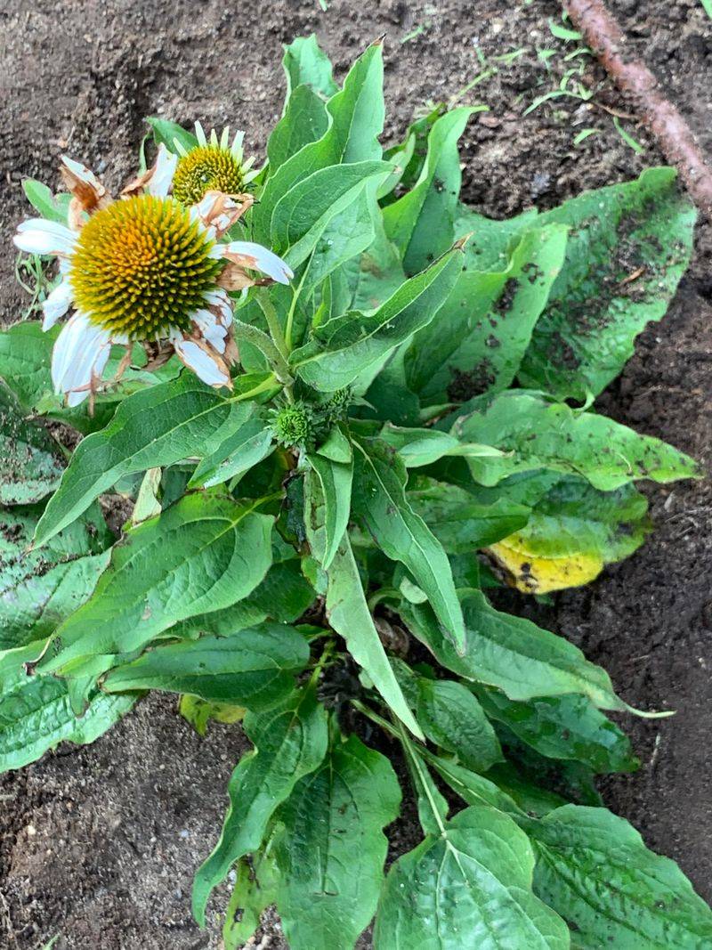 Fungal Leaf Spot Diseases Spreading Upward
