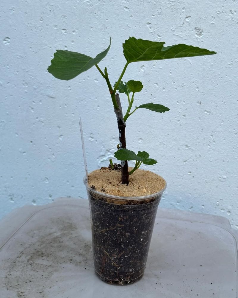 Harden Off Before Planting Outdoors