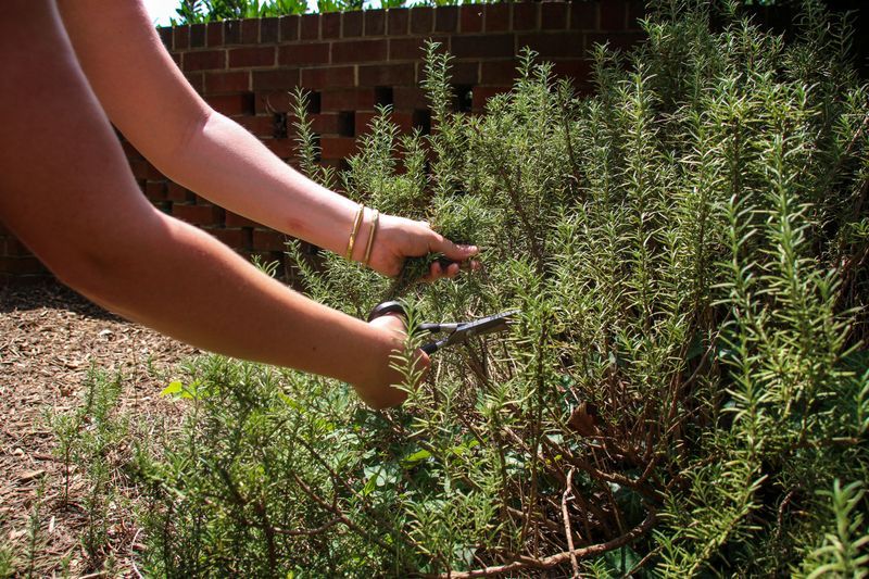 Infrequent Pruning Lets Stems Mature