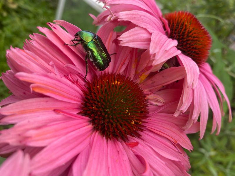 Japanese Beetles And Chewing Insect Damage