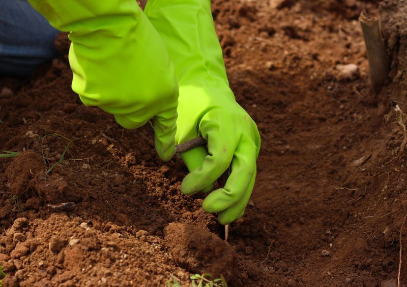 Mark The Crowns So Spring Digging Stays Safe