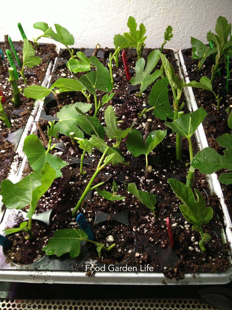 Mist Cuttings Regularly