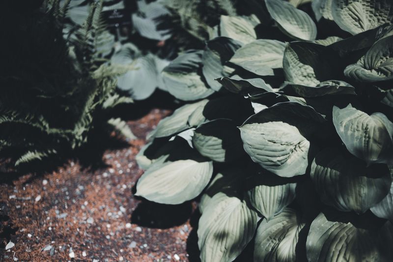 Move Struggling Plants To A Better Shaded Spot