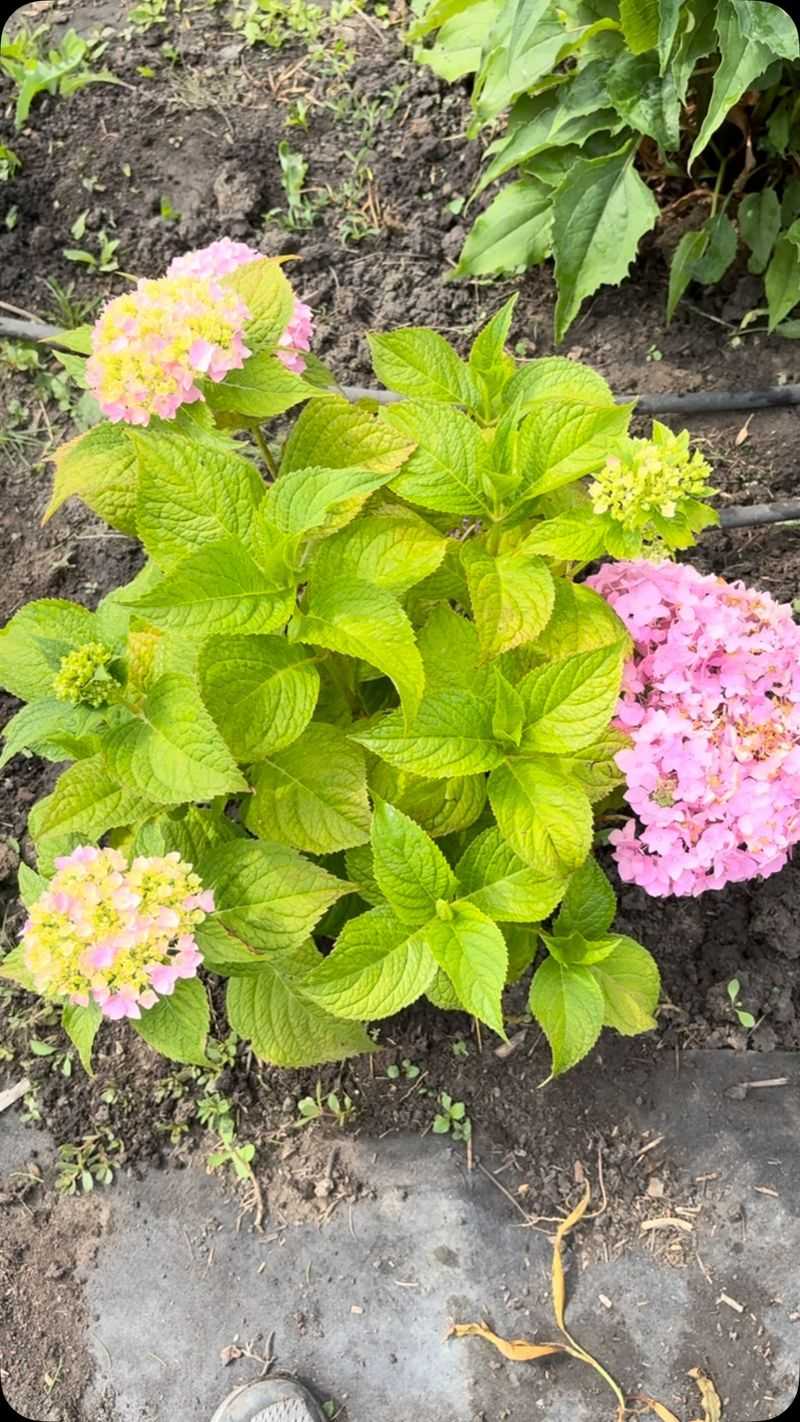 Nitrogen Levels That Favor Leaves Over Flowers Nitrogen Levels That Favor Leaves Over Flowers