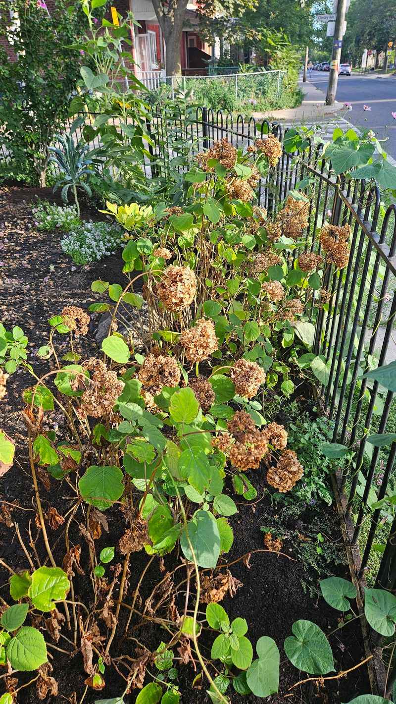 Old Wood Versus New Wood Confusion Old Wood Versus New Wood Confusion