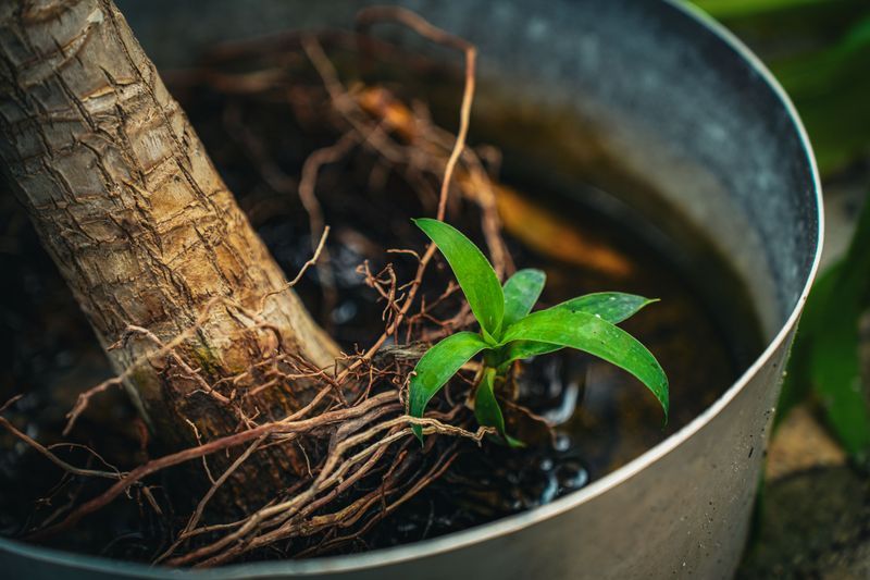 Overwatering Weakens Roots Over Time