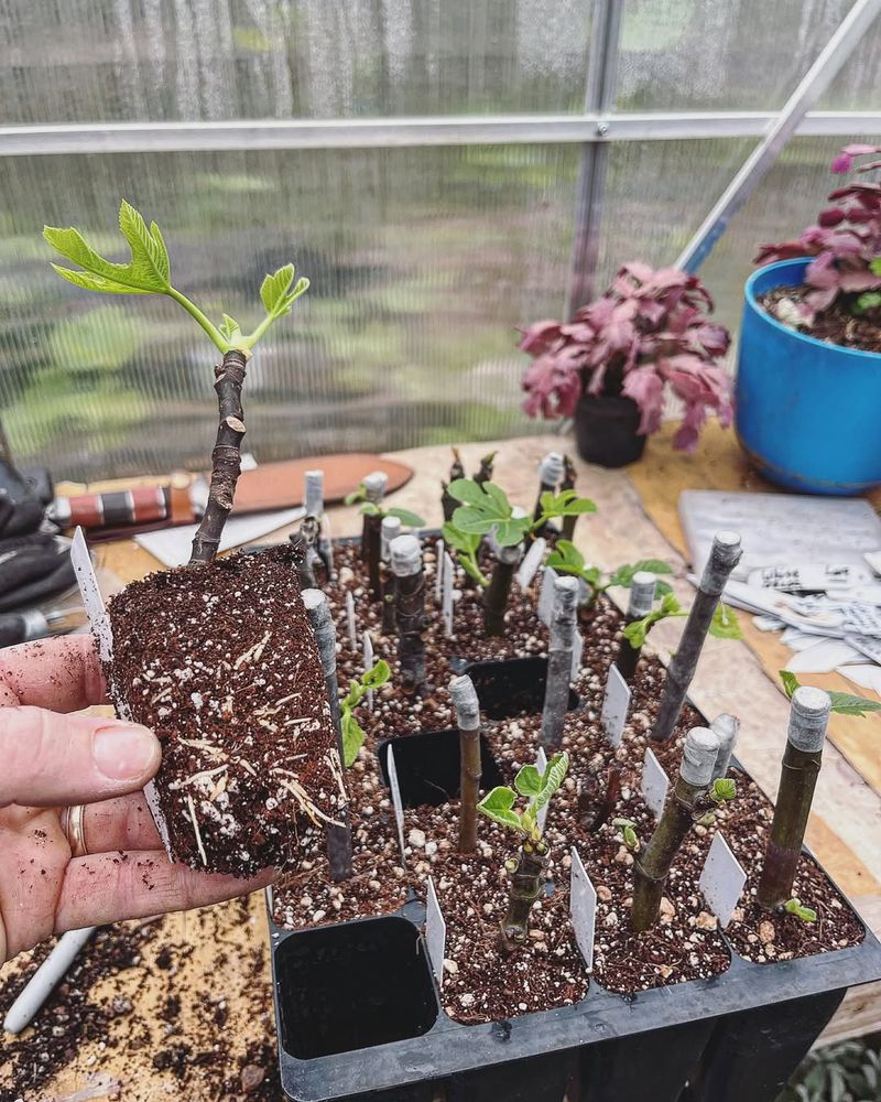 Plant Cuttings In Pots
