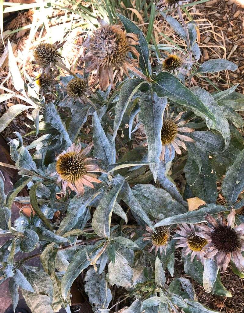 Powdery Mildew Turning Foliage Gray Then Brown