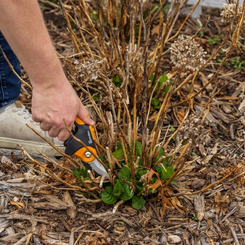 Pruning Timing That Works Against Next Year's Buds Pruning Timing That Works Against Next Year's Buds