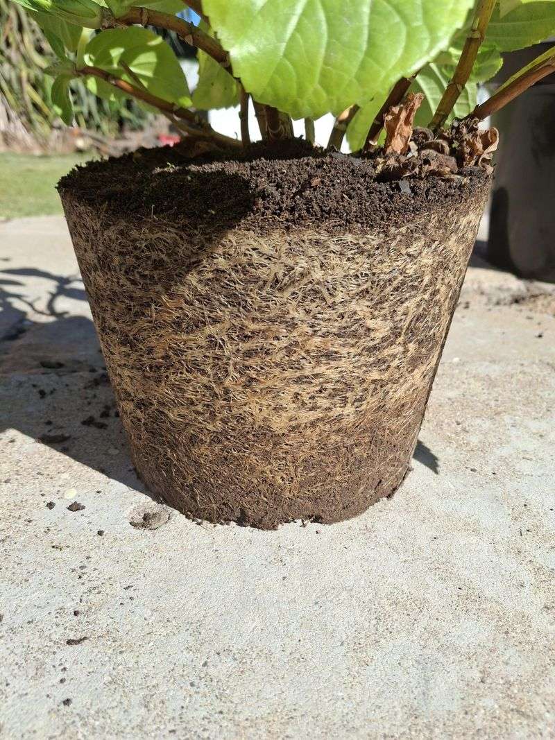 Root-Bound Growth In Containers Or Crowded Beds Root-Bound Growth In Containers Or Crowded Beds