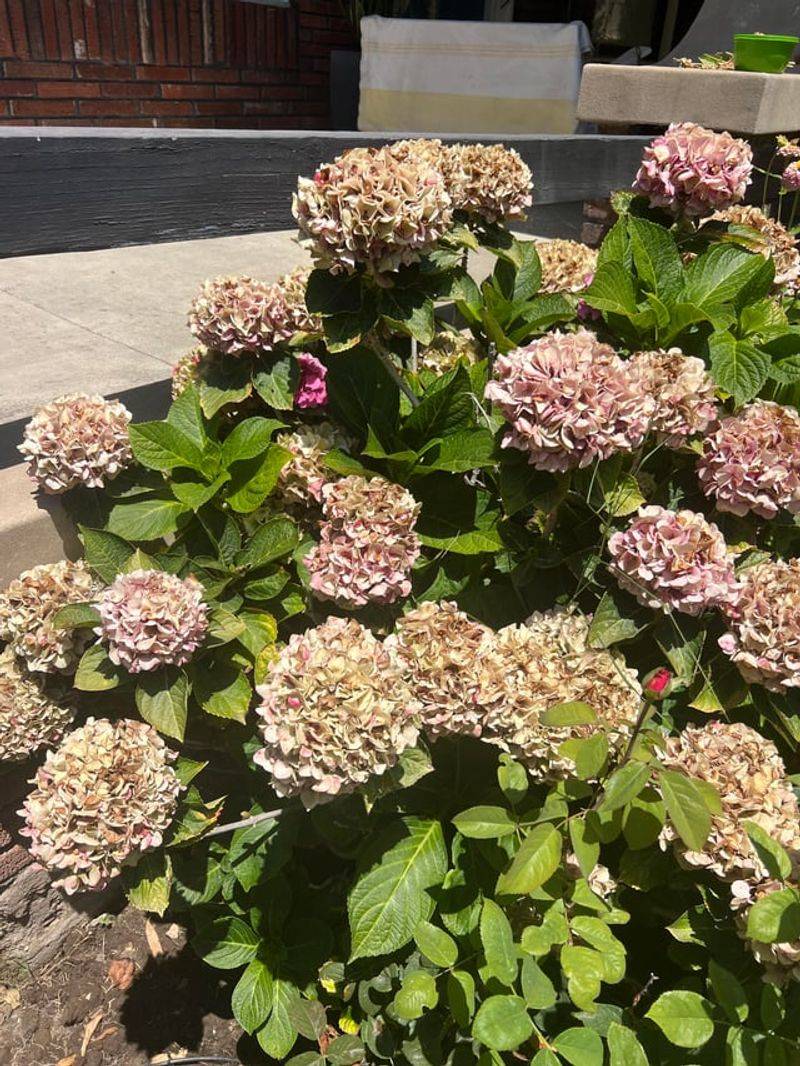 Sunlight Patterns That Shape Bloom Production Sunlight Patterns That Shape Bloom Production