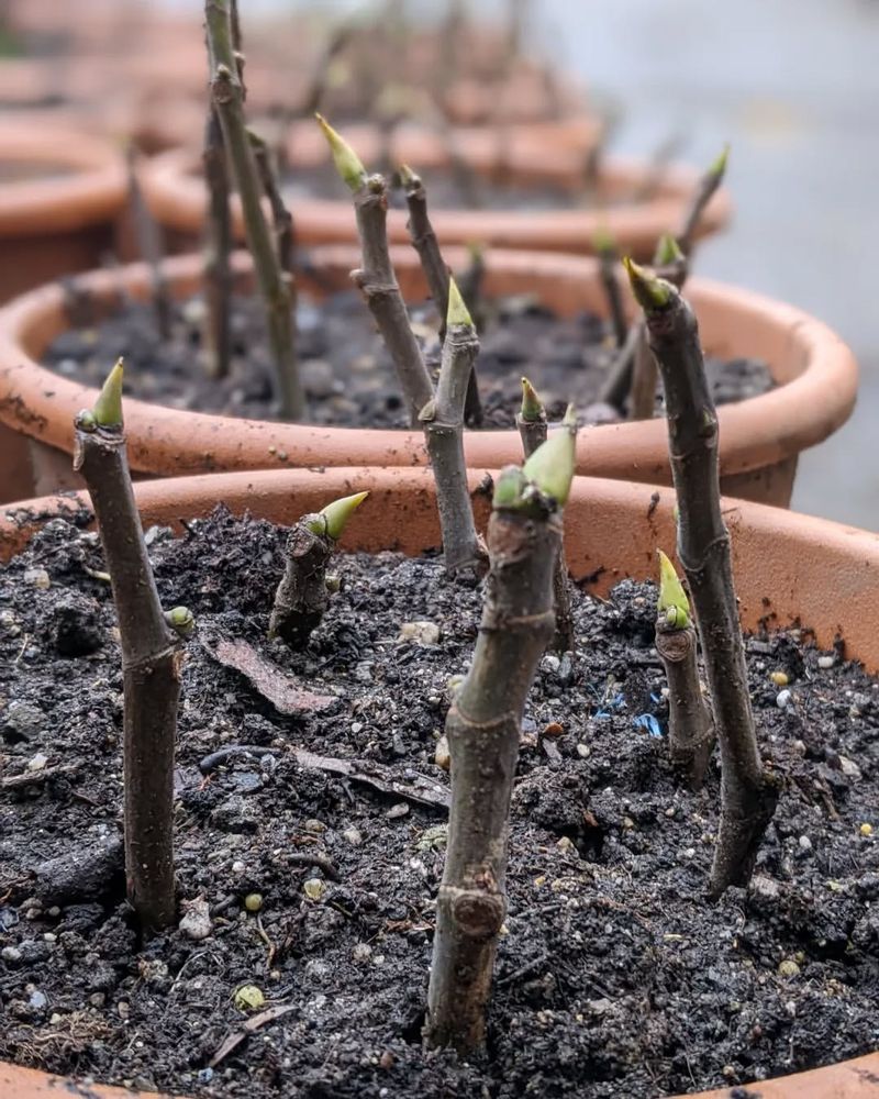 Take Cuttings In Late Winter