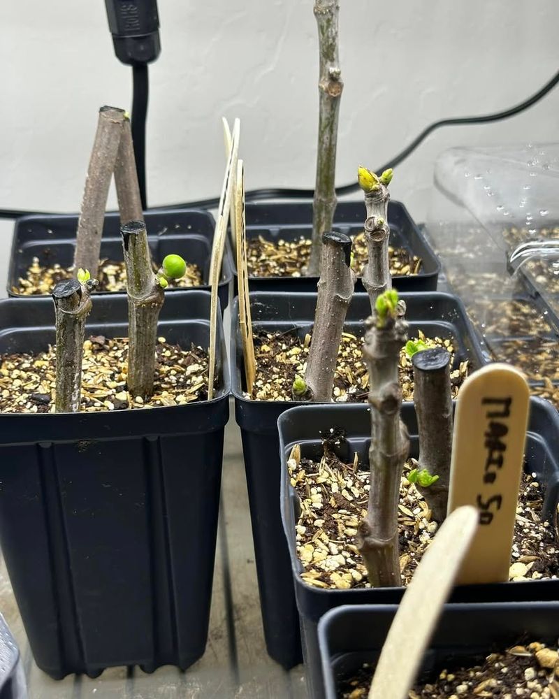 Transplant When Roots Are Strong