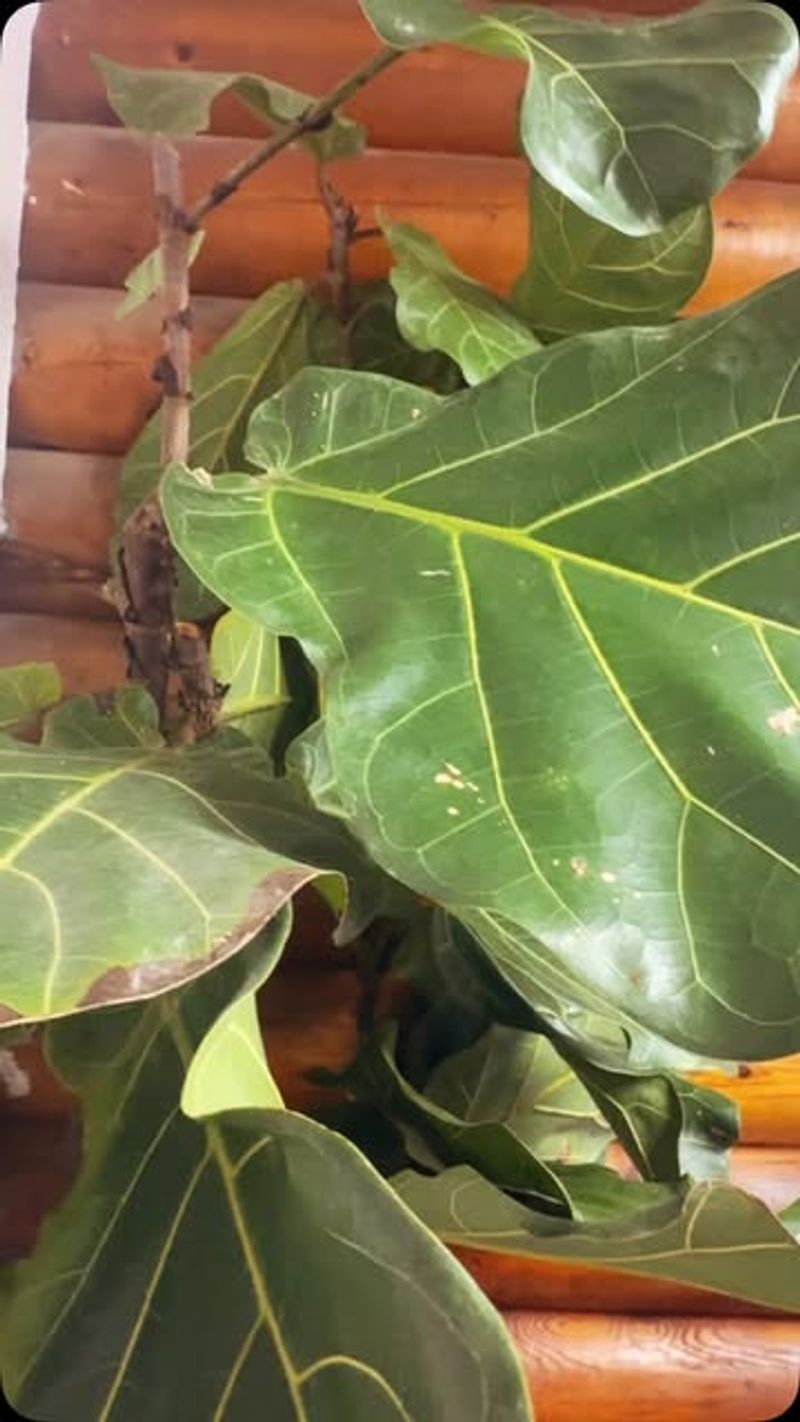 Trim Leaves From Cuttings