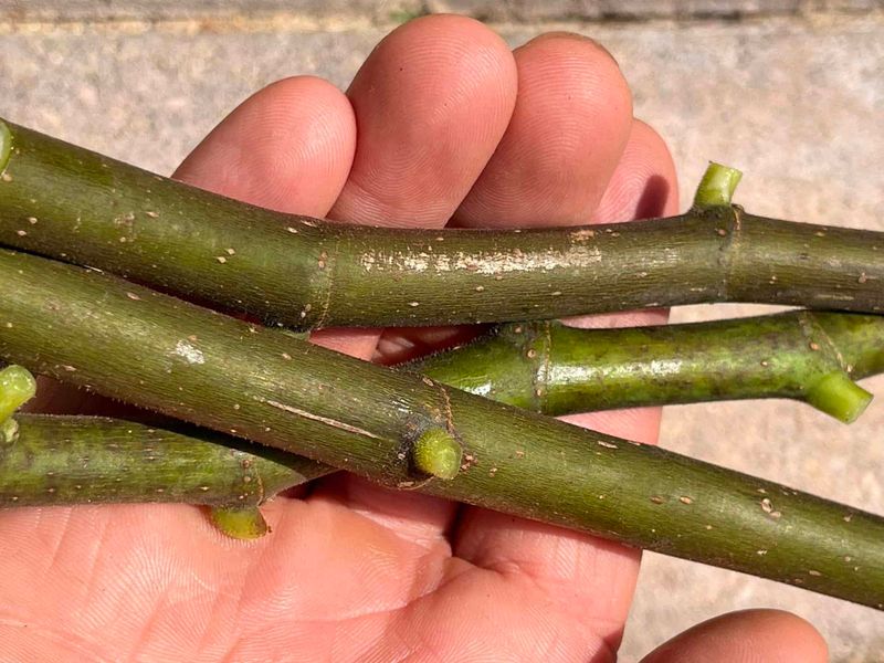 Use Semi-Hardwood Cuttings