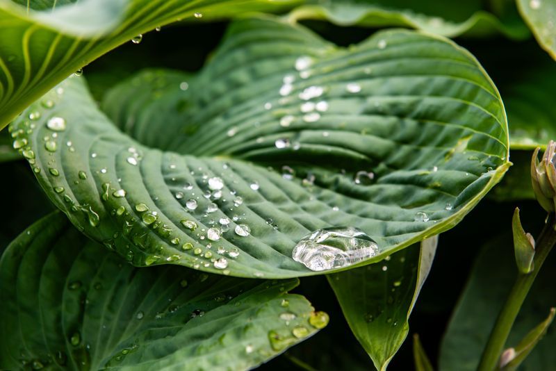 Water Deeply Until The Ground Freezes