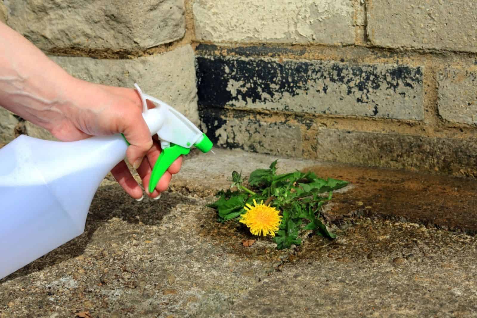 a woman destroys weeds