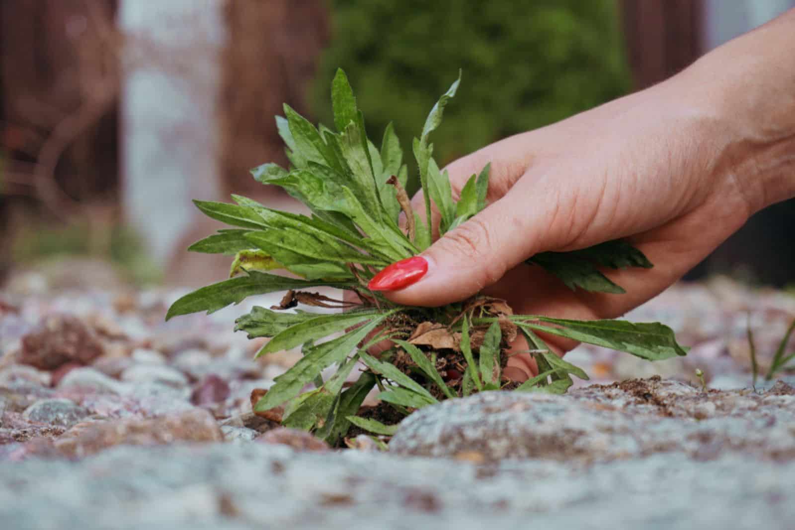 a woman removes weeds from the sidewalk
